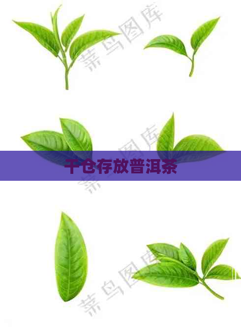 干仓存放普洱茶