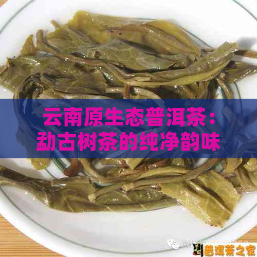 云南原生态普洱茶：勐古树茶的纯净韵味