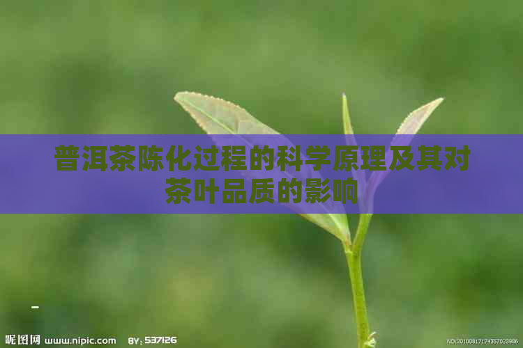 普洱茶陈化过程的科学原理及其对茶叶品质的影响