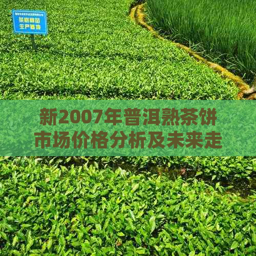 新2007年普洱熟茶饼市场价格分析及未来走势预测