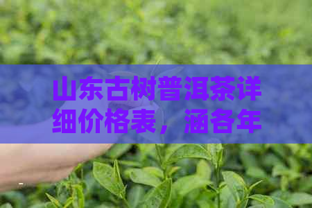 山东古树普洱茶详细价格表，涵各年份和品质，助您轻松选购优质茶叶