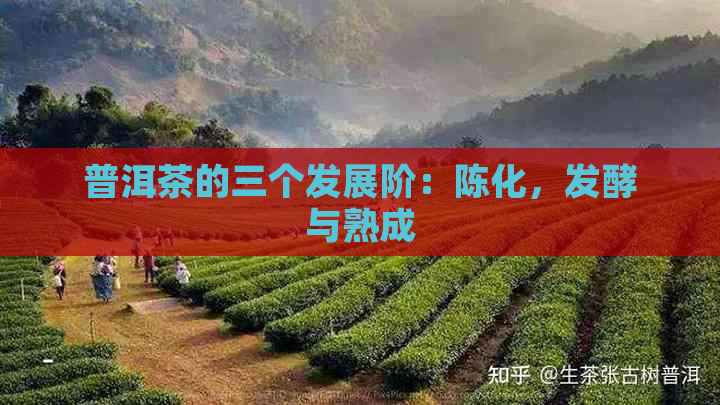 普洱茶的三个发展阶：陈化，发酵与熟成