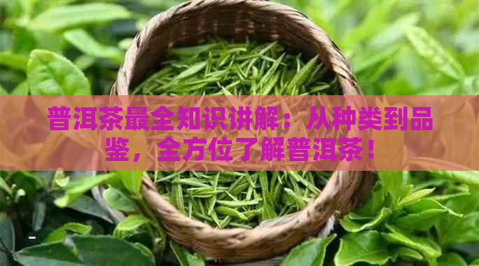 普洱茶最全知识讲解：从种类到品鉴，全方位了解普洱茶！