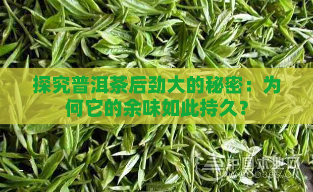 探究普洱茶后劲大的秘密：为何它的余味如此持久？