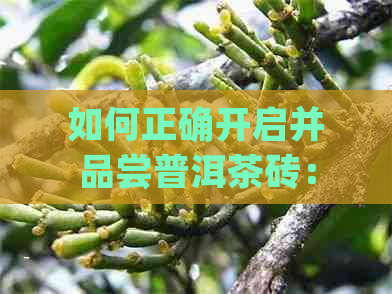 如何正确开启并品尝普洱茶砖：一份全面的指南