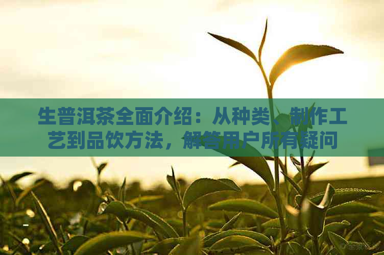 生普洱茶全面介绍：从种类、制作工艺到品饮方法，解答用户所有疑问