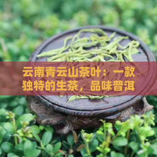 云南青云山茶叶：一款独特的生茶，品味普洱茶文化与传统工艺的完美融合