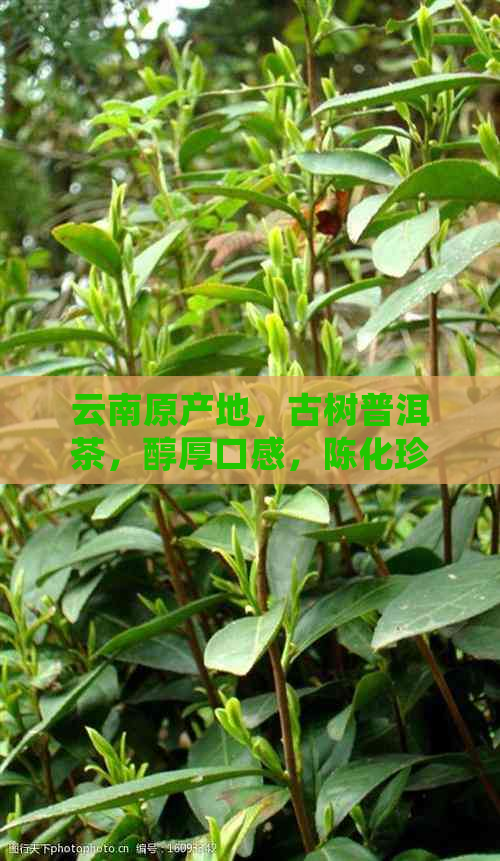 云南原产地，古树普洱茶，醇厚口感，陈化珍藏，云宏牌品质之选