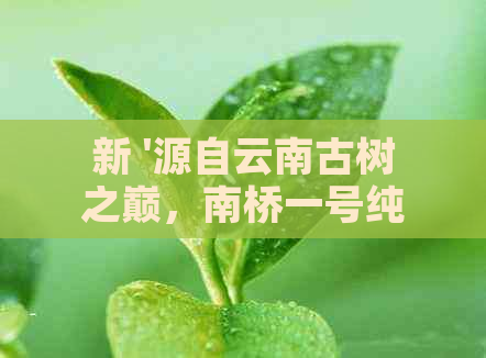 新 '源自云南古树之巅，南桥一号纯正普洱茶饼的独特口感与香气'