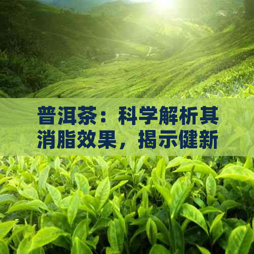 普洱茶：科学解析其消脂效果，揭示健新视角