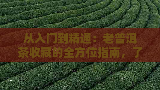 从入门到精通：老普洱茶收藏的全方位指南，了解品鉴、购买与保养方法