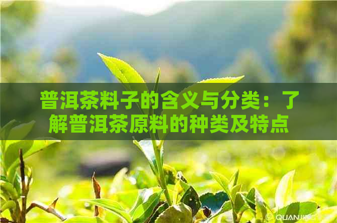 普洱茶料子的含义与分类：了解普洱茶原料的种类及特点