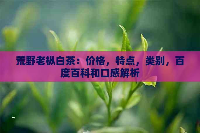 荒野老枞白茶：价格，特点，类别，百度百科和口感解析