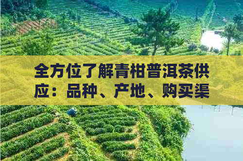 全方位了解青柑普洱茶供应：品种、产地、购买渠道与品鉴技巧一应俱全