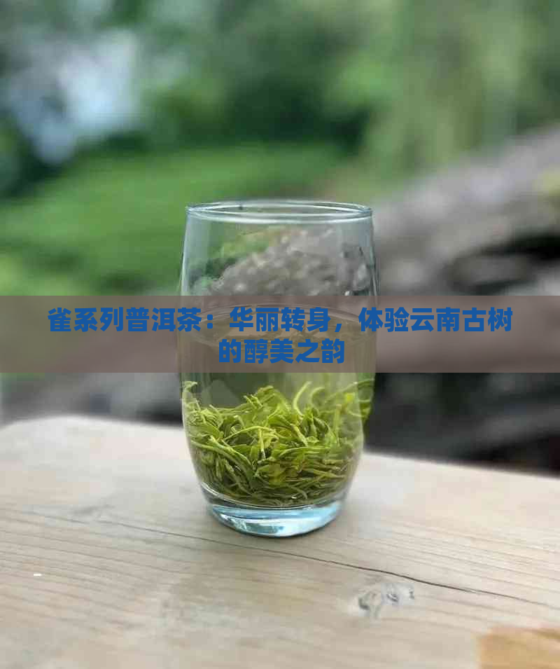 雀系列普洱茶：华丽转身，体验云南古树的醇美之韵