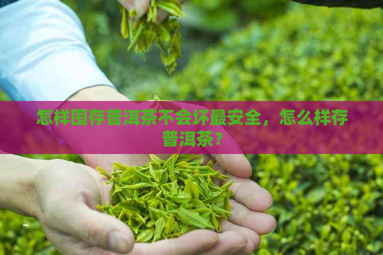 怎样囤存普洱茶不会坏最安全，怎么样存普洱茶？