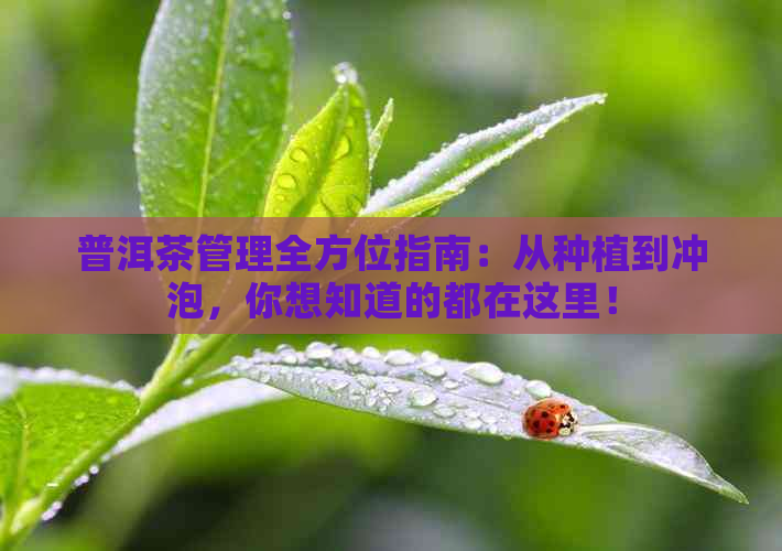 普洱茶管理全方位指南：从种植到冲泡，你想知道的都在这里！