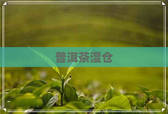 普洱茶湿仓