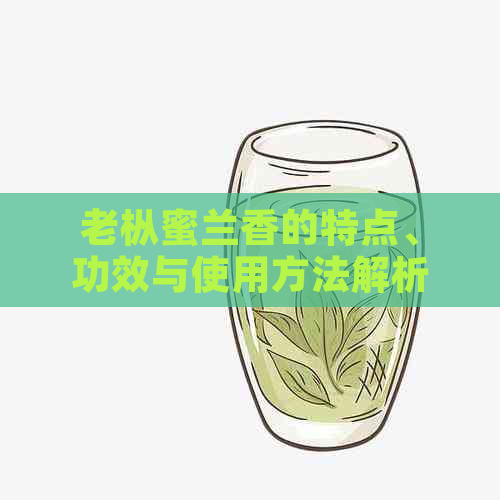 老枞蜜兰香的特点、功效与使用方法解析：一篇全面了解的文章