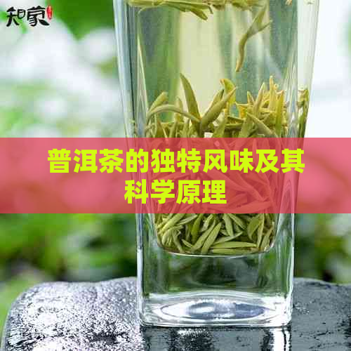 普洱茶的独特风味及其科学原理