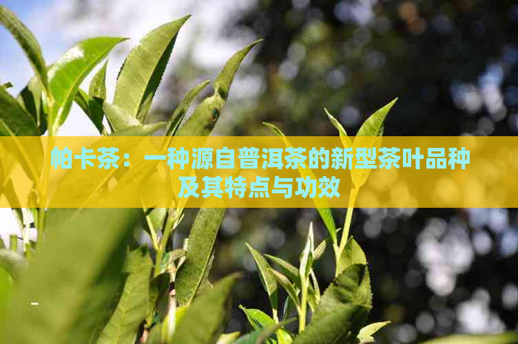 帕卡茶：一种源自普洱茶的新型茶叶品种及其特点与功效