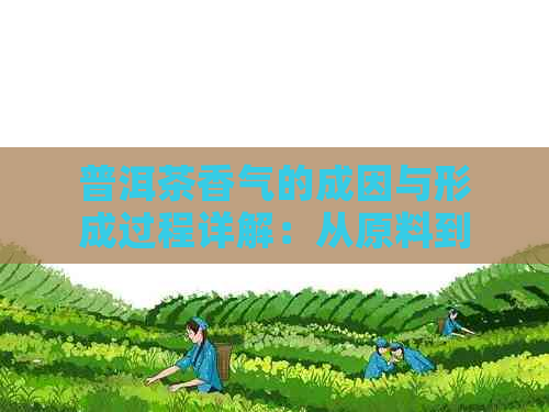 普洱茶香气的成因与形成过程详解：从原料到制作工艺全解析