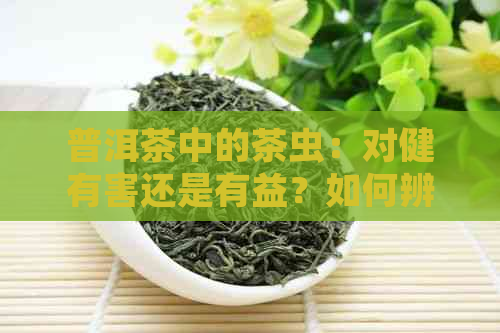 普洱茶中的茶虫：对健有害还是有益？如何辨识与处理？