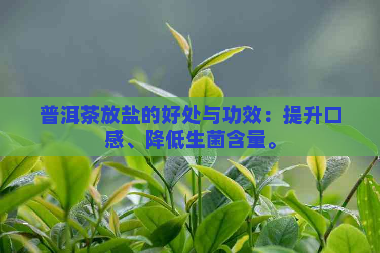 普洱茶放盐的好处与功效：提升口感、降低生菌含量。