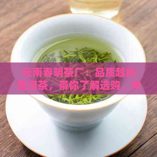 云南春明茶厂：品质越的普洱茶，带你了解选购、冲泡与品鉴全攻略