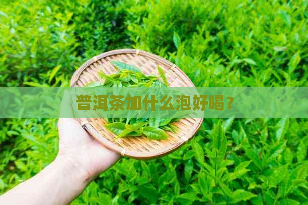 普洱茶加什么泡好喝？