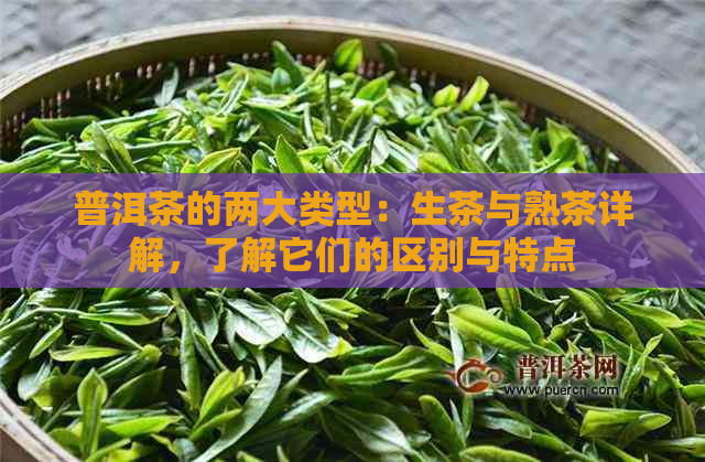 普洱茶的两大类型：生茶与熟茶详解，了解它们的区别与特点