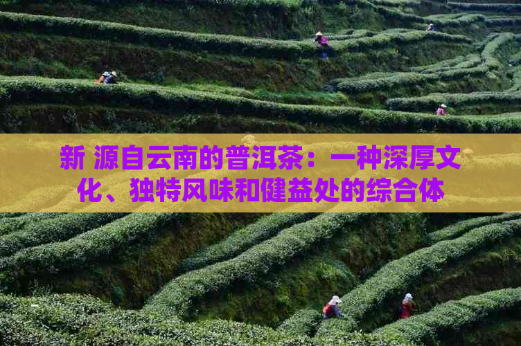 新 源自云南的普洱茶：一种深厚文化、独特风味和健益处的综合体