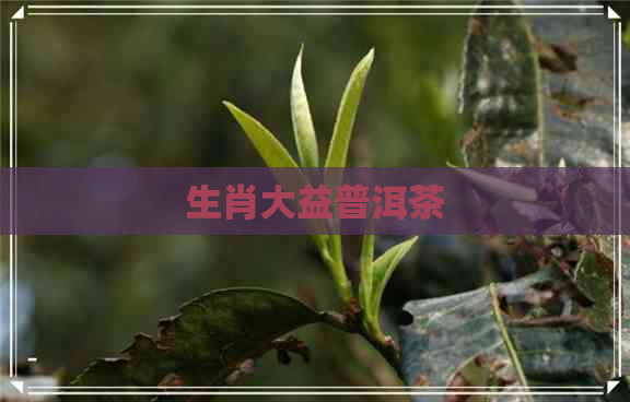 生肖大益普洱茶