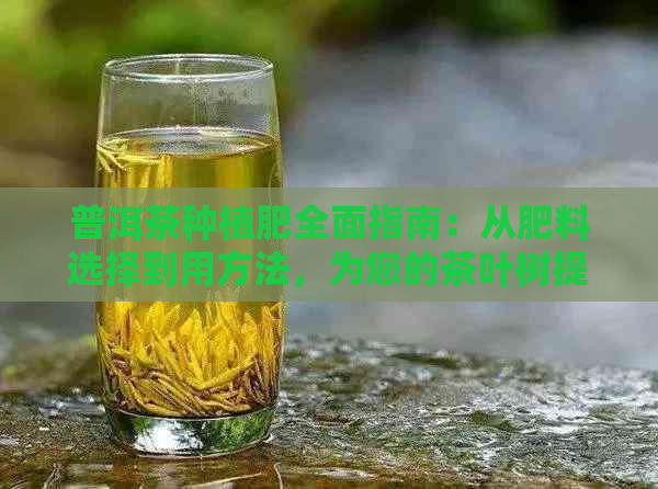 普洱茶种植肥全面指南：从肥料选择到用方法，为您的茶叶树提供充足营养