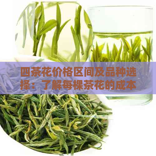 四茶花价格区间及品种选择：了解每棵茶花的成本与价值