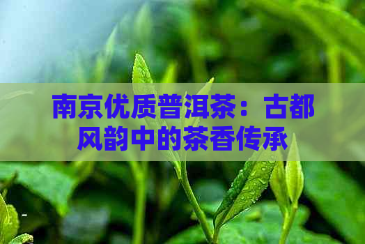 南京优质普洱茶：古都风韵中的茶香传承