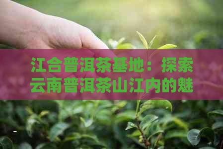 江合普洱茶基地：探索云南普洱茶山江内的魅力与品质