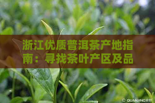 浙江优质普洱茶产地指南：寻找茶叶产区及品尝体验