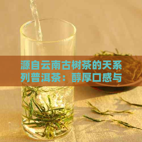 源自云南古树茶的天系列普洱茶：醇厚口感与独特风味的完美融合