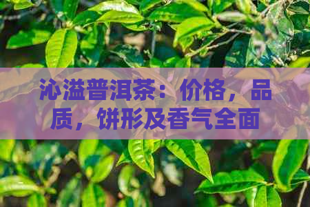 沁溢普洱茶：价格，品质，饼形及香气全面解析