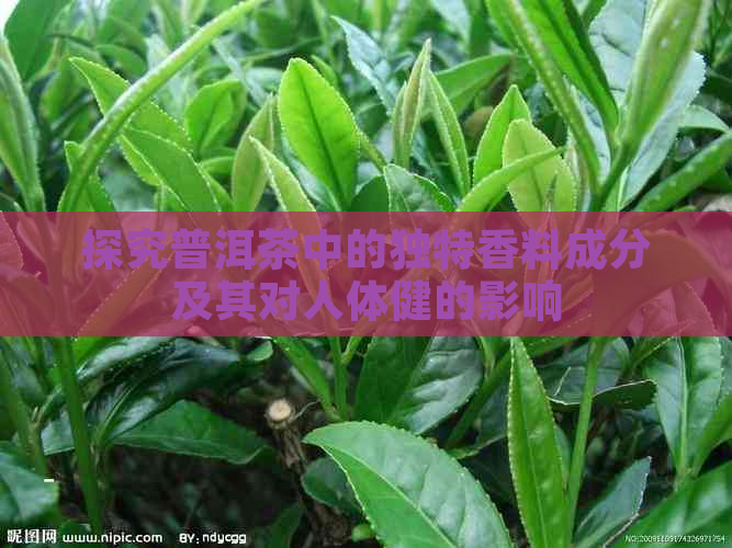 探究普洱茶中的独特香料成分及其对人体健的影响