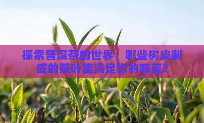 探索普洱茶的世界：哪些树皮制成的茶叶能满足你的味蕾？