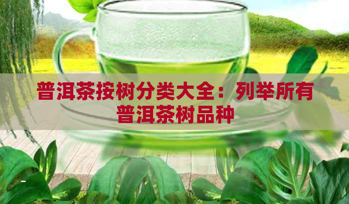 普洱茶按树分类大全：列举所有普洱茶树品种