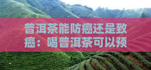 普洱茶能防癌还是致癌：喝普洱茶可以预防癌症吗？