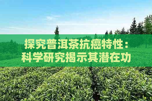 探究普洱茶抗癌特性：科学研究揭示其潜在功效与机制