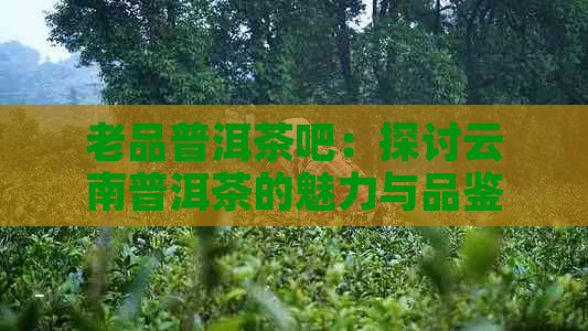 老品普洱茶吧：探讨云南普洱茶的魅力与品鉴技巧