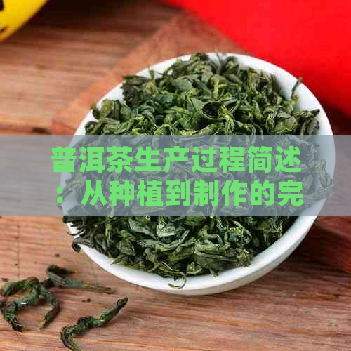 普洱茶生产过程简述：从种植到制作的完整步骤