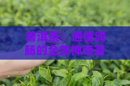 普洱茶：通便润肠的全效神奇茶叶及其作用机制解析