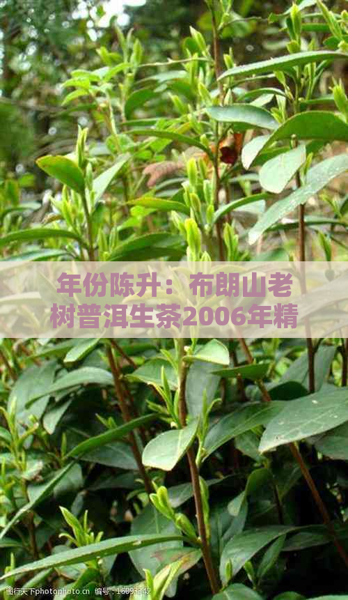 年份陈升：布朗山老树普洱生茶2006年精选