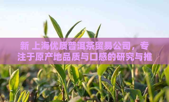 新 上海优质普洱茶贸易公司，专注于原产地品质与口感的研究与推广